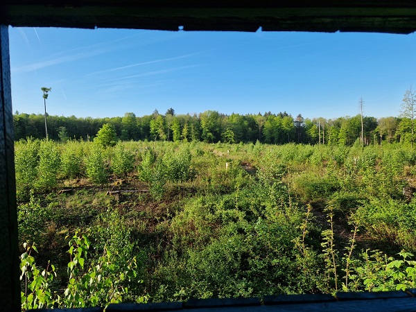 Wild Bild 6